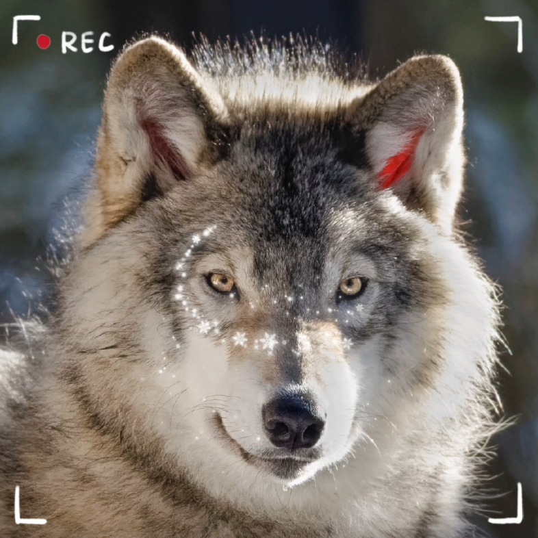 暖烘烘的一只小狼 #狼# #犬科动物# 摄影 师:eric laquerre