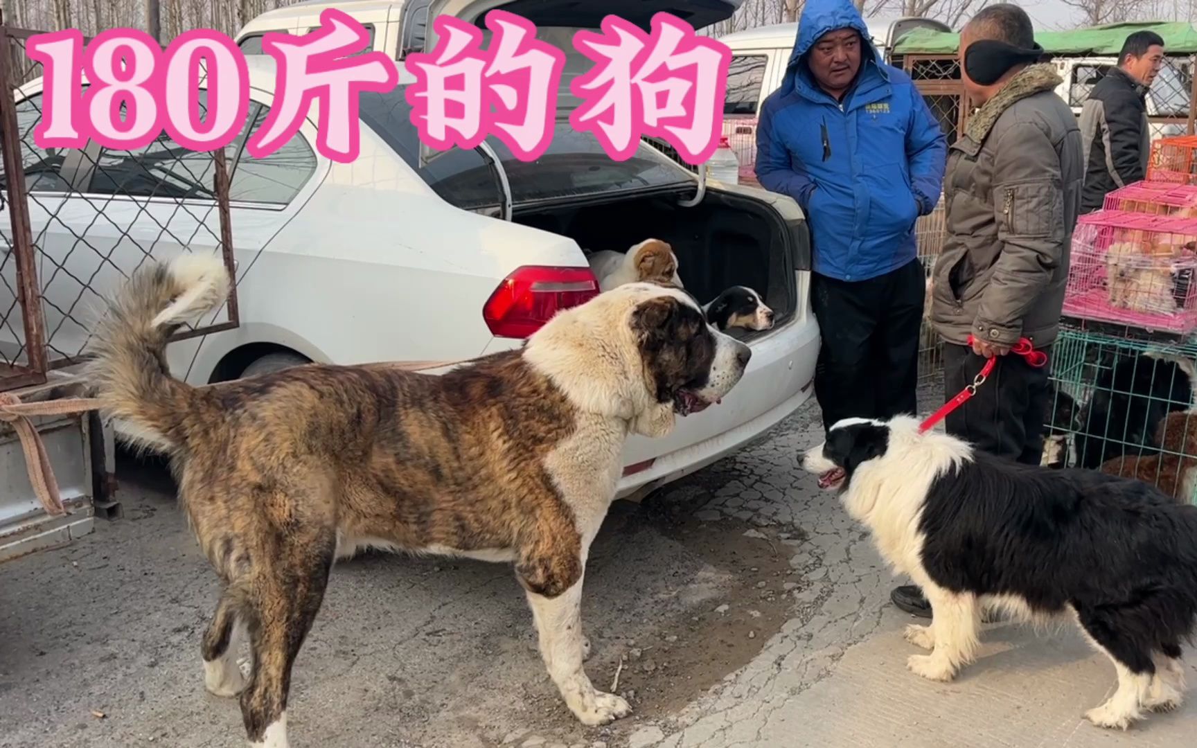 [图]实拍中亚猎狼犬，敢与狼群搏斗的狗狗，被称为羊群守护者！