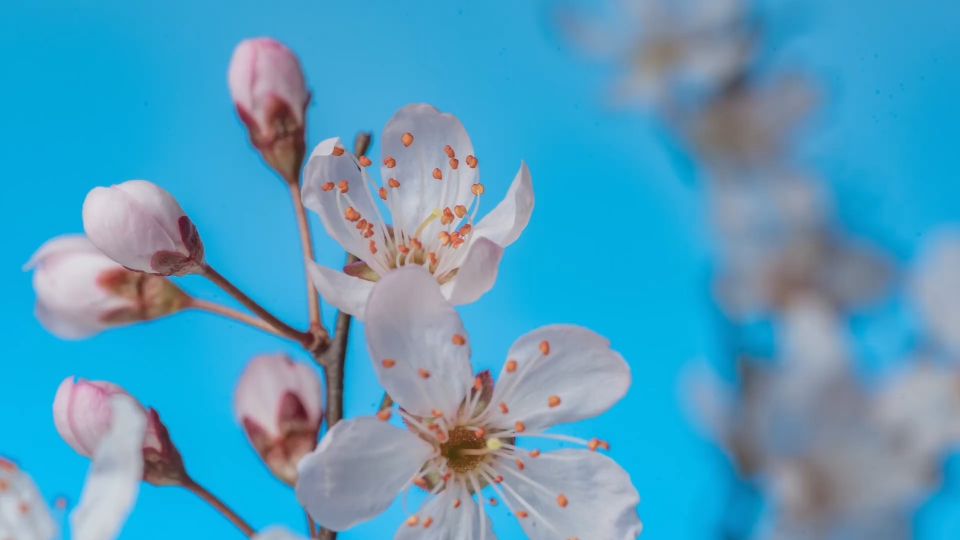 [图]你知道蔷薇花的花语是什么吗？