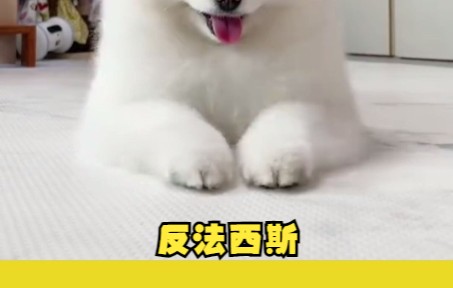 反法西斯纪念日是哪一天?哔哩哔哩bilibili