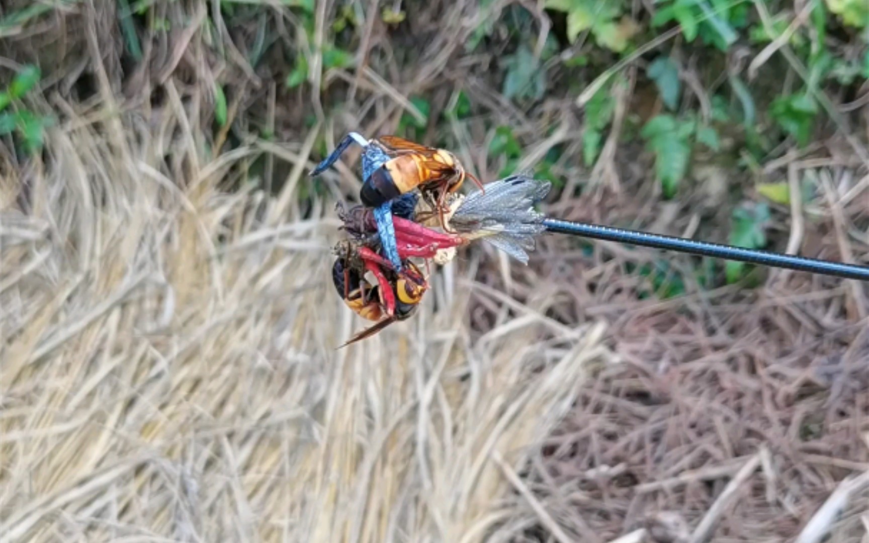 今天找到一窝黑尾胡蜂,堪称今年最难挖_哔哩哔哩_bilibili