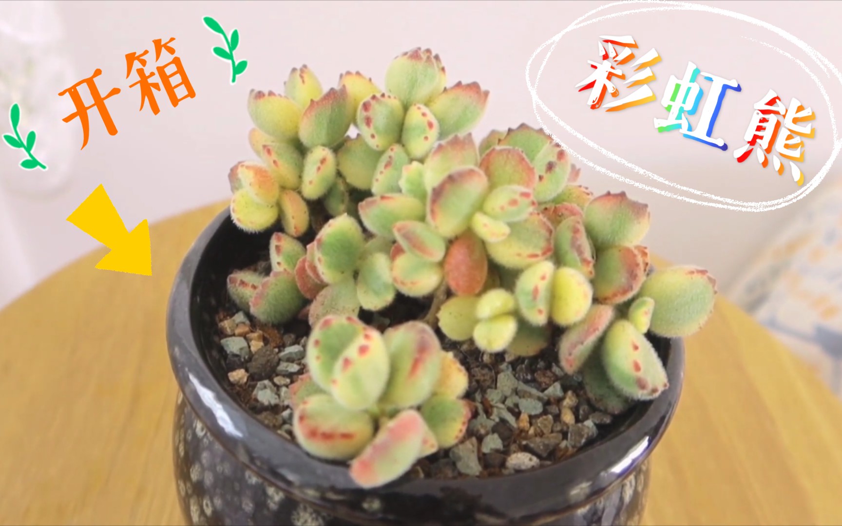 多肉开箱彩虹熊童子开箱上盆
