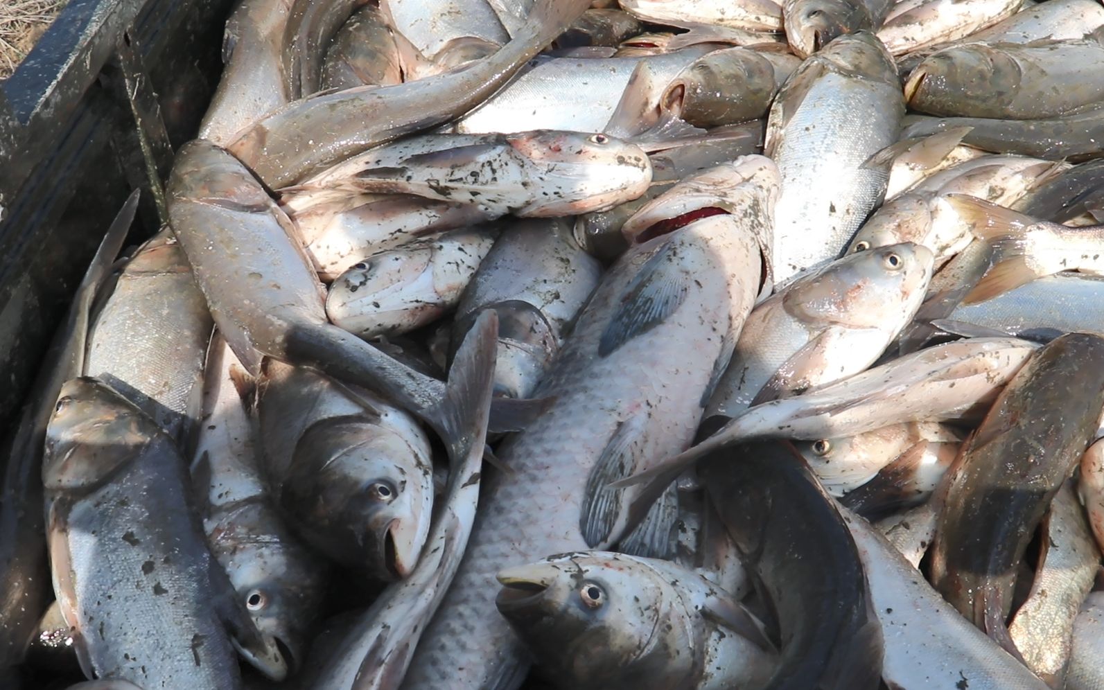 过年前两天村民放水逮鱼,布袋捡鱼一袋又一袋,塘主这次真是大赚