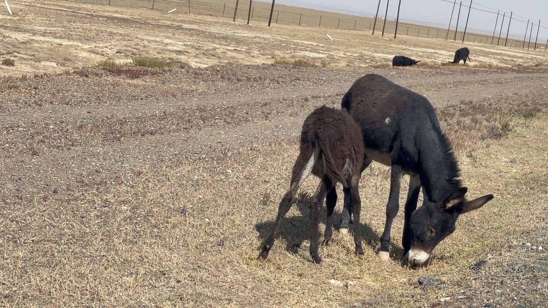 戈壁滩上的毛驴子