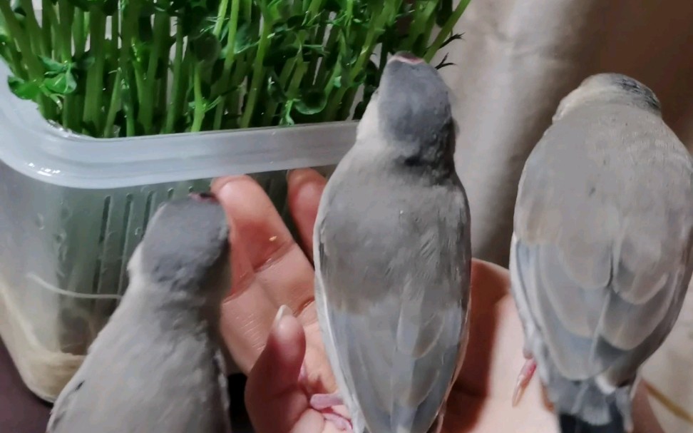 文鸟〕脚滑鸡吃豆苗