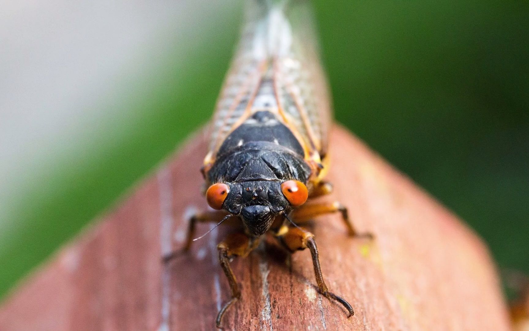 蝉鸣音效,四种蝉声音 | Cicada sound effect | 4 Kinds of Cicada Sound哔哩哔哩bilibili