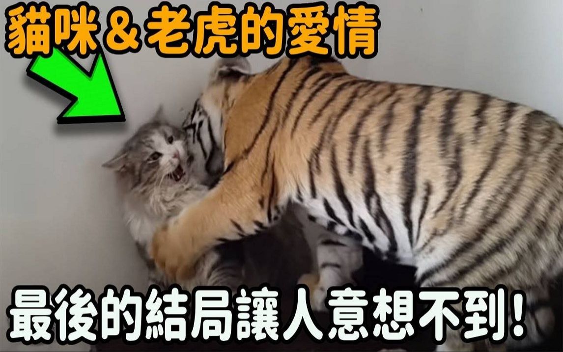 小猫变老虎壁纸图片