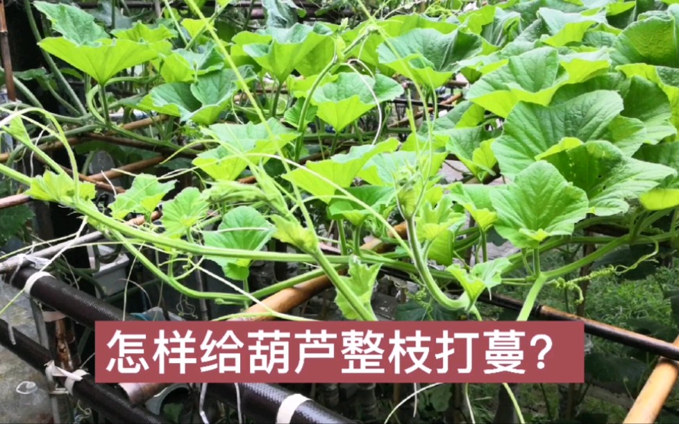 [图]怎样给葫芦整枝打蔓？