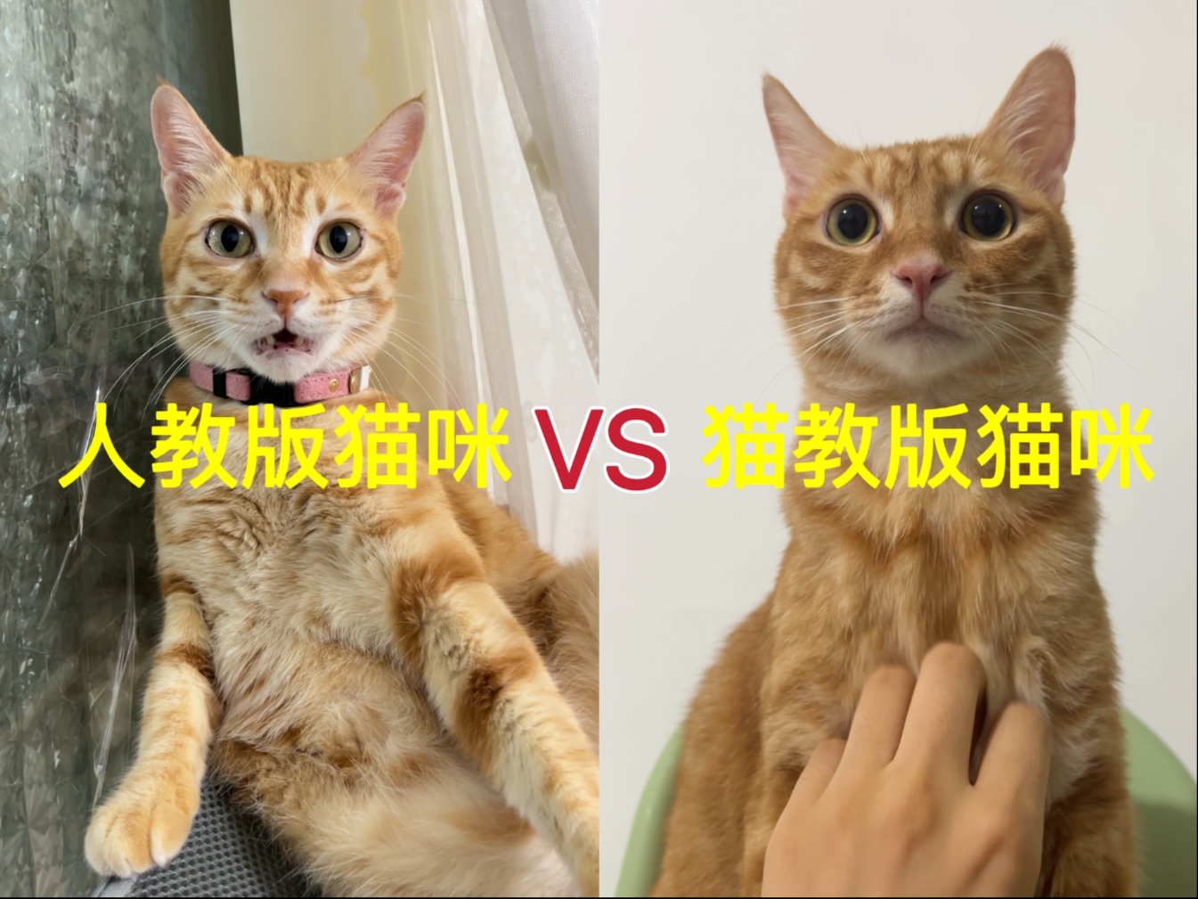 人教版猫咪和猫教版猫咪的区别