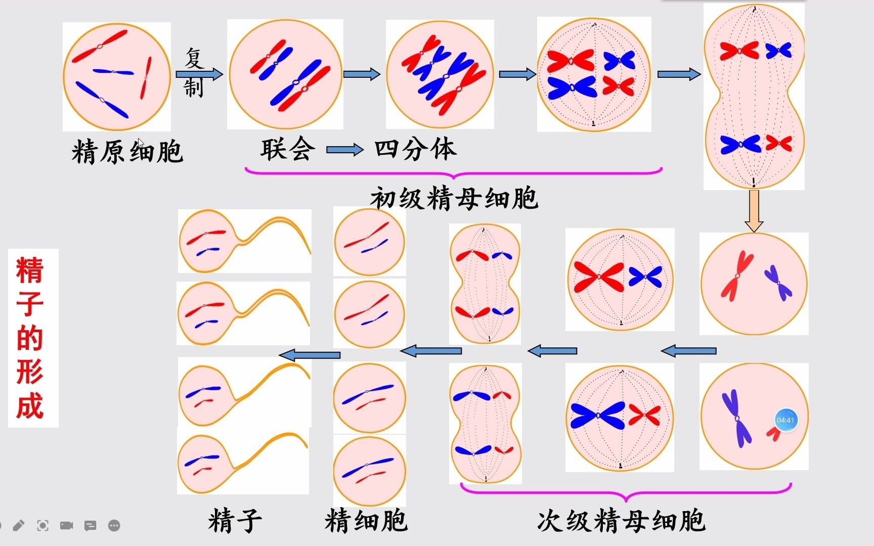 有丝分裂与减数分裂的图形辨析哔哩哔哩bilibili