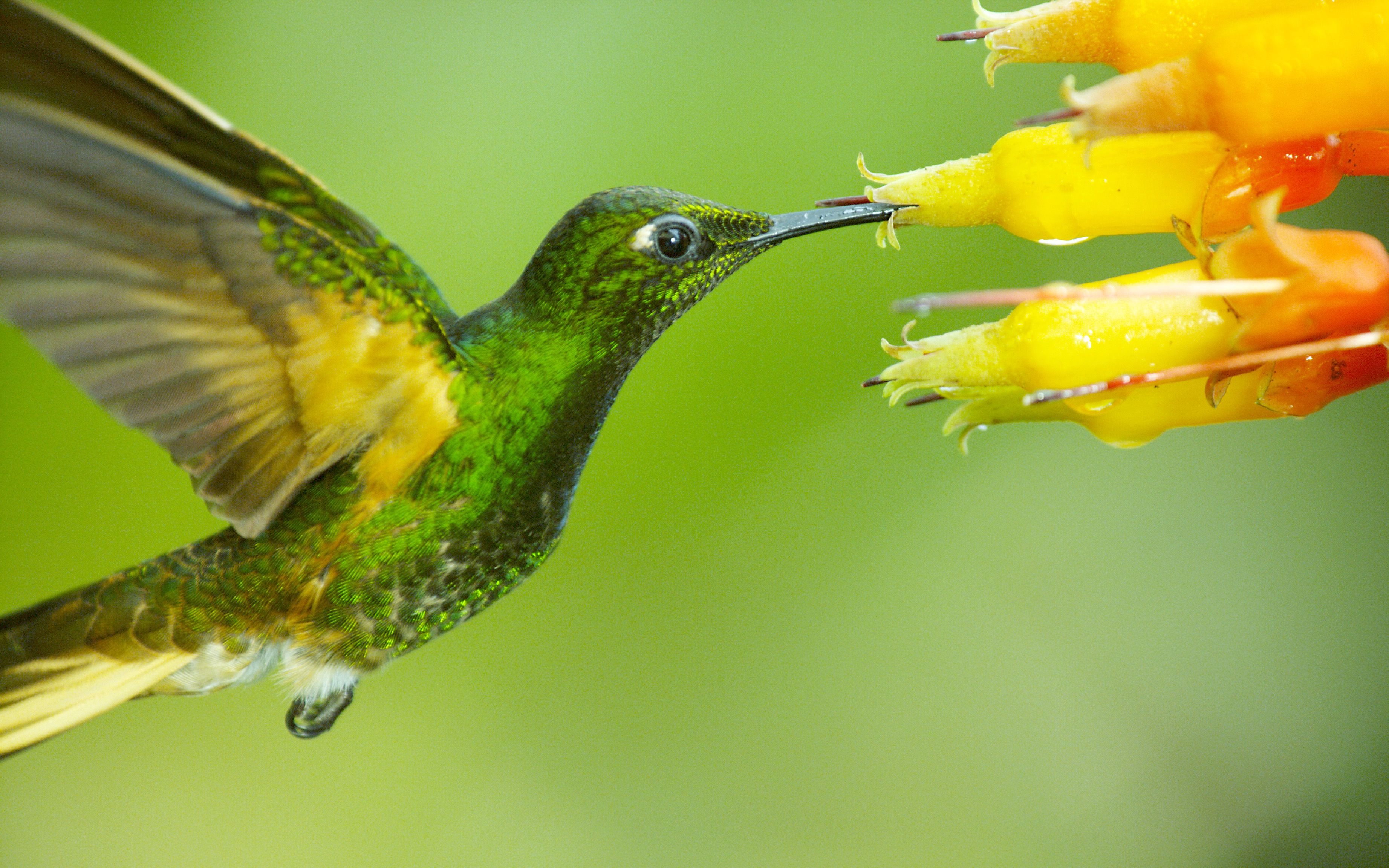 pbs自然超级蜂鸟2016水山汉化