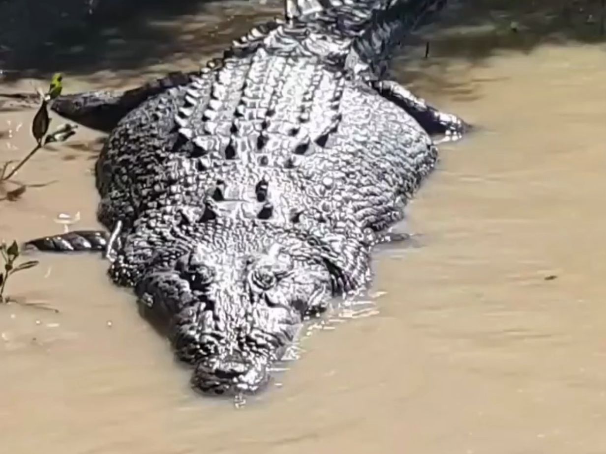 澳洲普罗塞皮娜河接近5米的大湾鳄泥肠!
