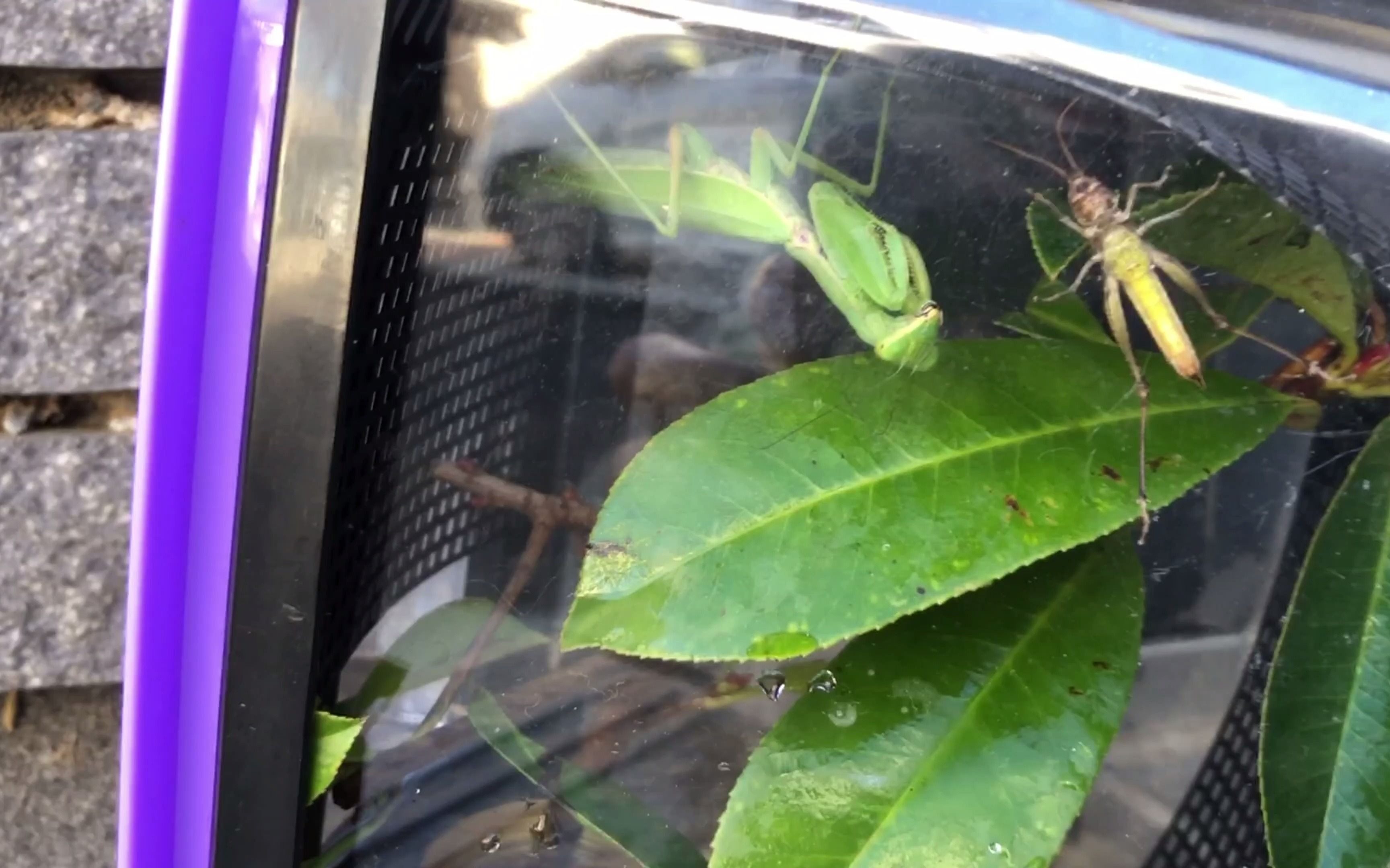 上海老压缩昆虫日记 日本广斧螳螂饲养新手 第三次喂食 螳螂捕食蚱蜢