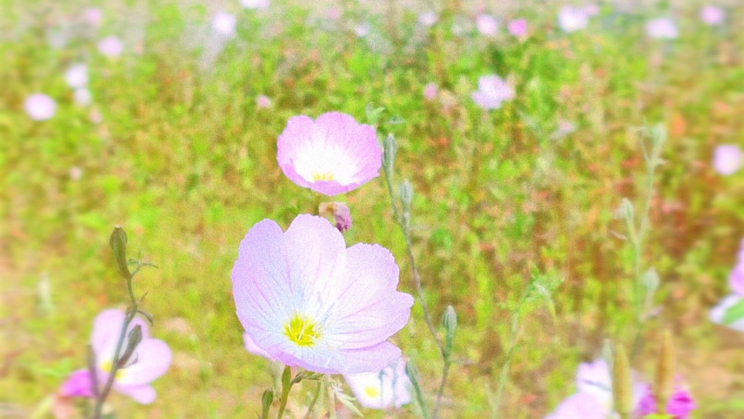 "殿下,这片大地已如您所愿开满鲜花"