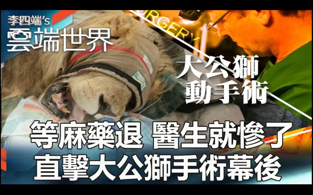 直击大公狮手术幕后 李四端的云端世界哔哩哔哩bilibili