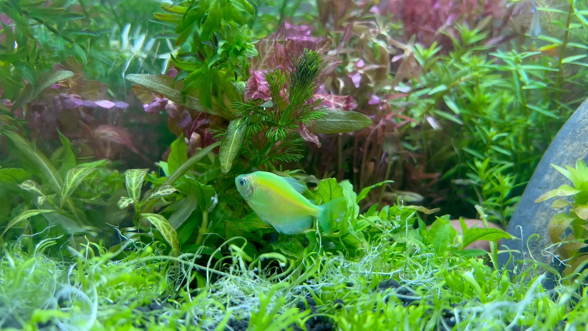 草缸,绿天使鱼!