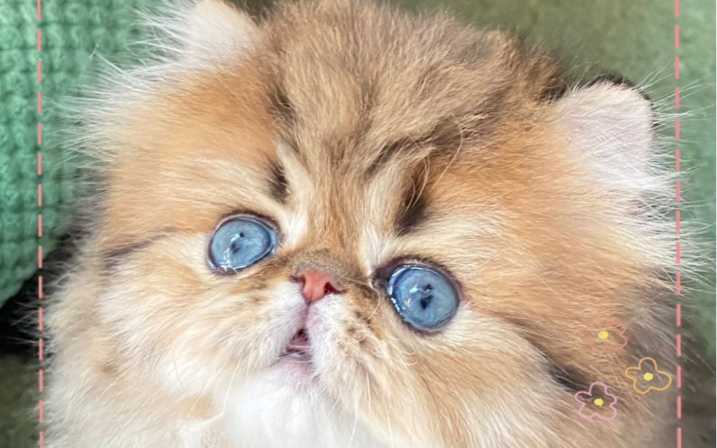 金吉拉波斯猫,我家的宝宝真好看