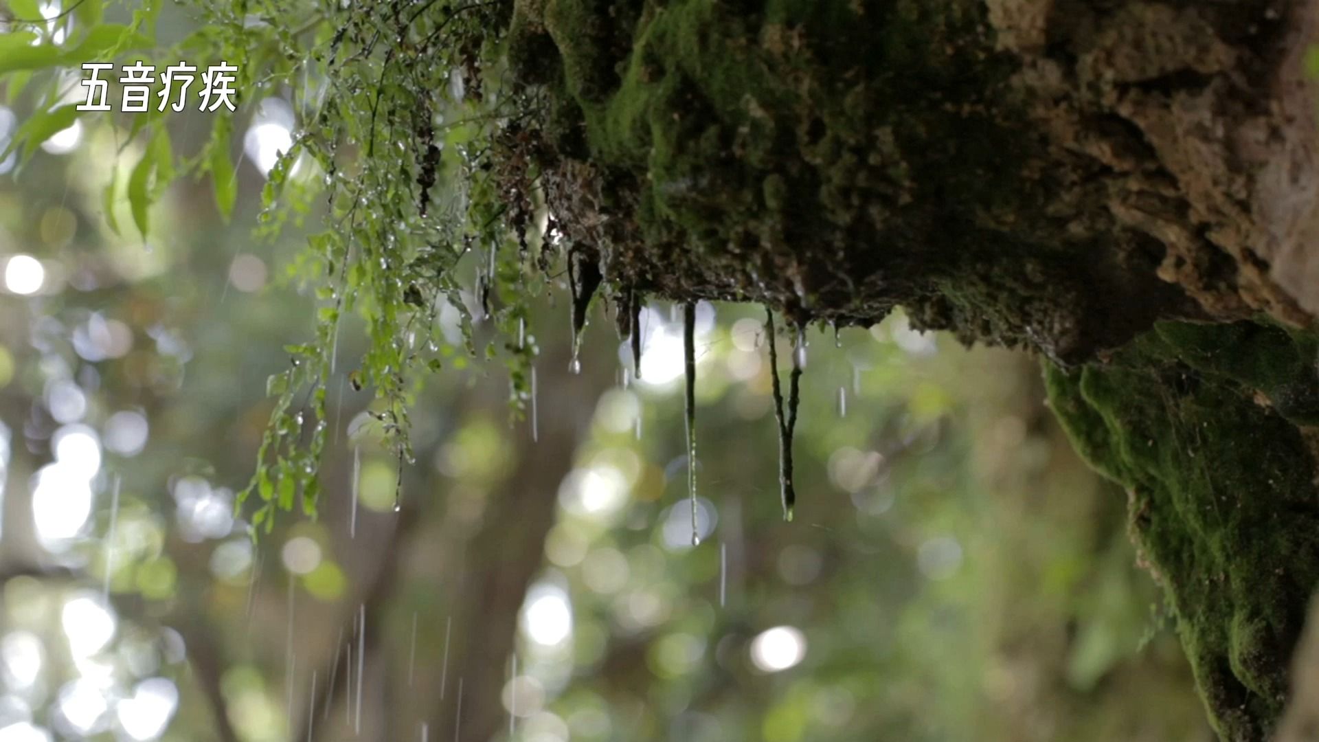 《半山聽雨》羽音潤腎,強腎固腰,助陽生精