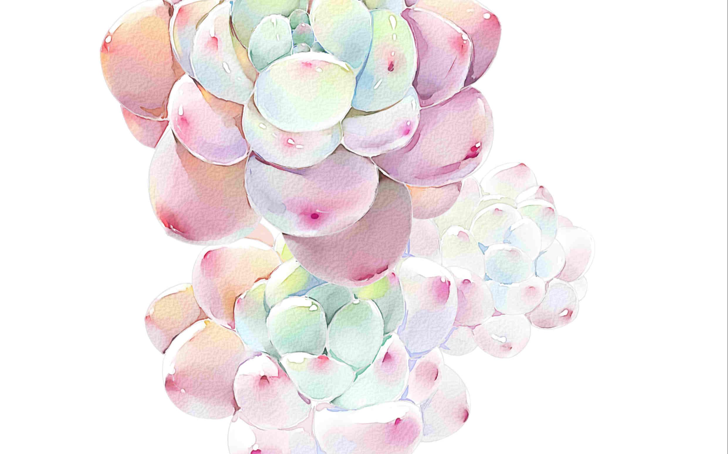 多肉绘制第二弹