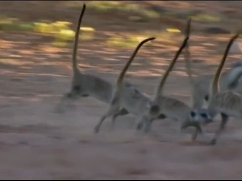 可爱动物之群居动物小浣熊和猫鼬,年幼的它们面对生存中的第一课!