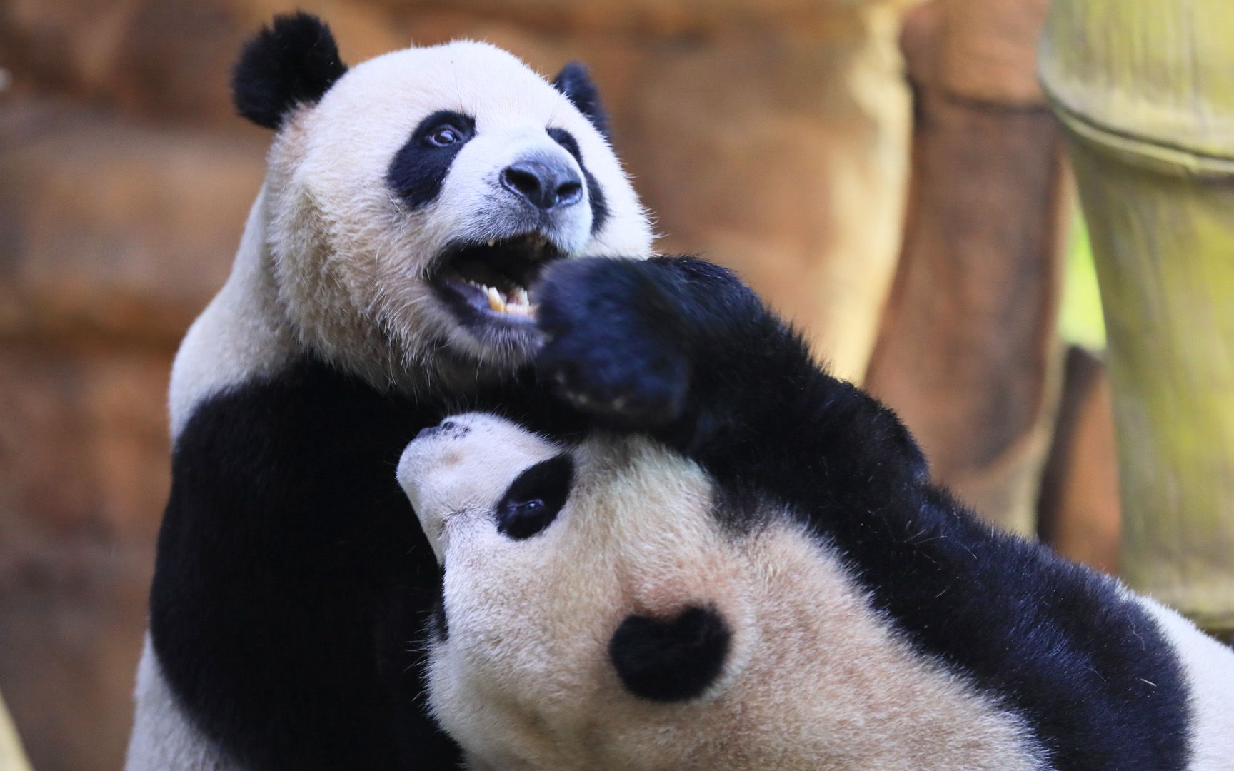 熊猫家族带来超撩人歌曲软萌的声音融化你的心