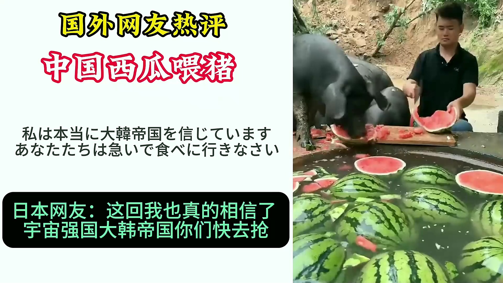 外国人对猪吃西瓜的评论