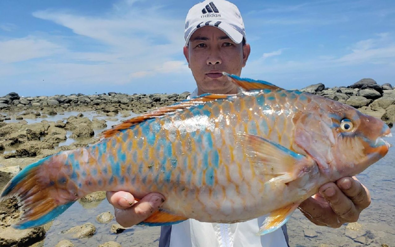 中午大退潮后惊现青衣鱼,鳞片光滑且色彩鲜美,这次又大发了