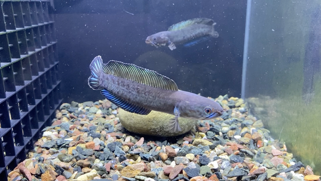 阿萨姆奶茶雷龙配对繁殖