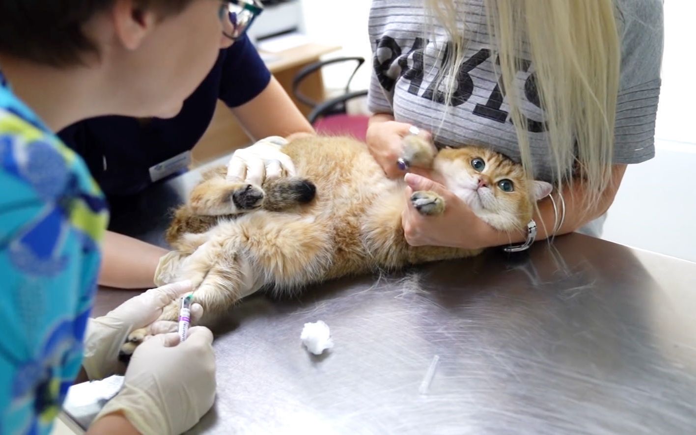 猫肌肉注射位置图片