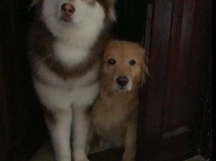 笑死,两只傻狗走错门