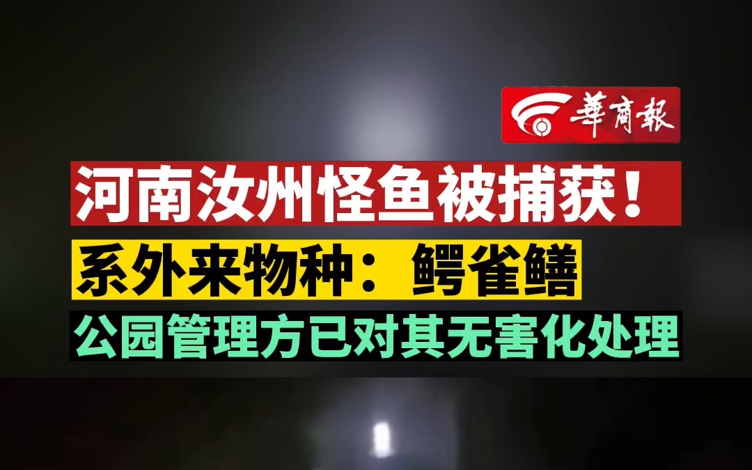 河南汝州怪鱼被捕获! 系外来物种:鳄雀鳝 公园管理方已对其无害化处理哔哩哔哩bilibili