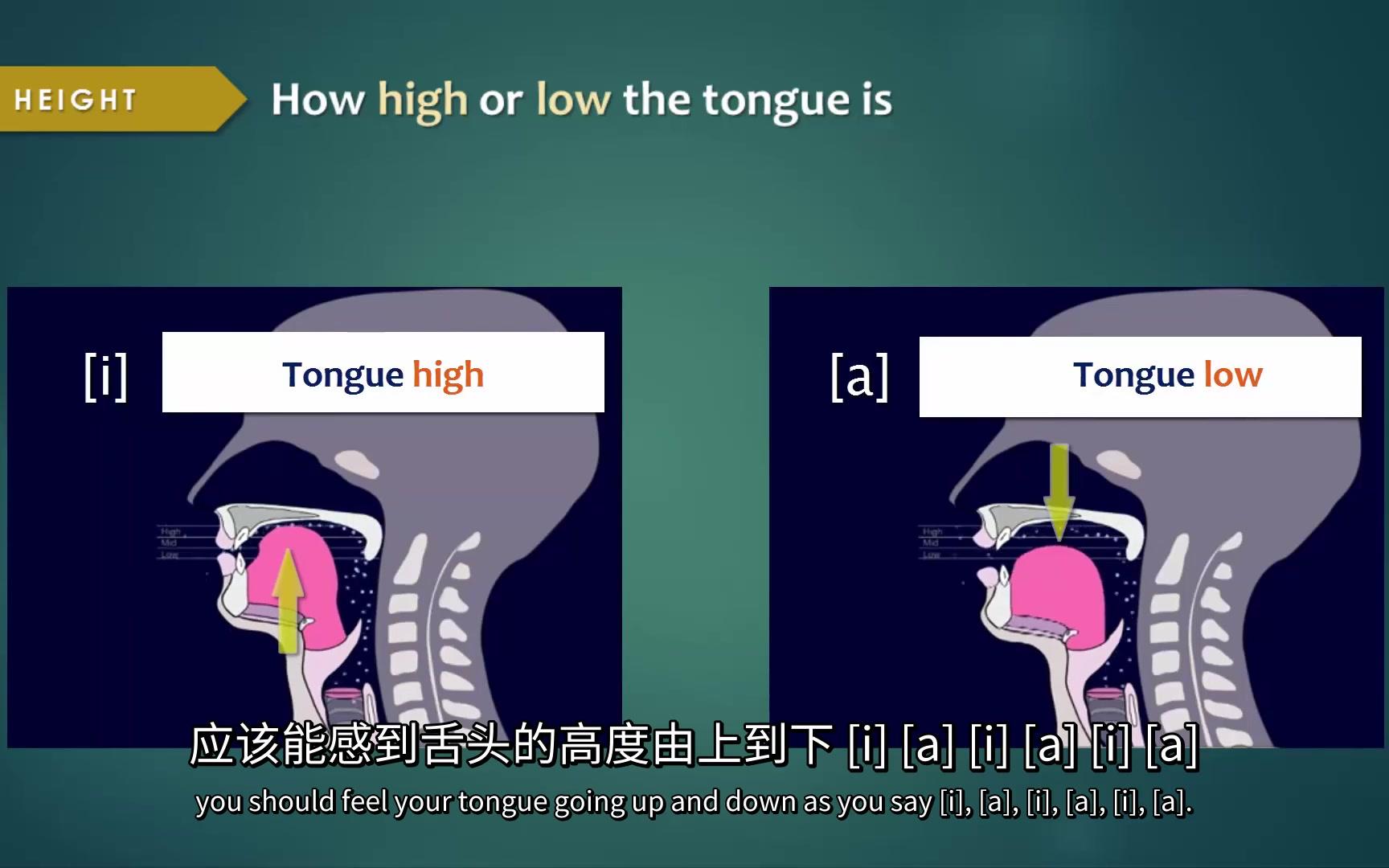 [图][中文字幕]发音语音学入门(元音)[UBC看见发音系列](MirroChou个人翻译)