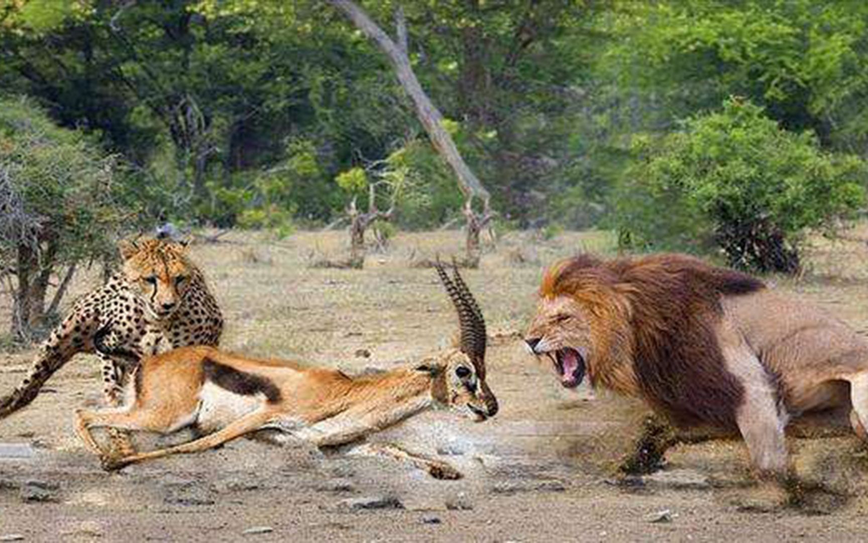 花豹捕鹿,雄狮在后,豹子能否逃出生天?_哔哩哔哩_bilibili