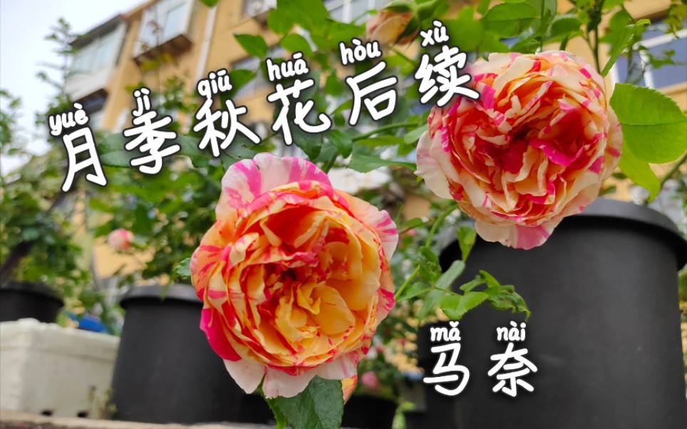 [图]月季秋花后续，马奈