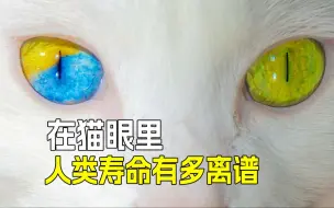 Télécharger la video: 👵在猫咪眼中，人类的寿命是多“离谱”❓