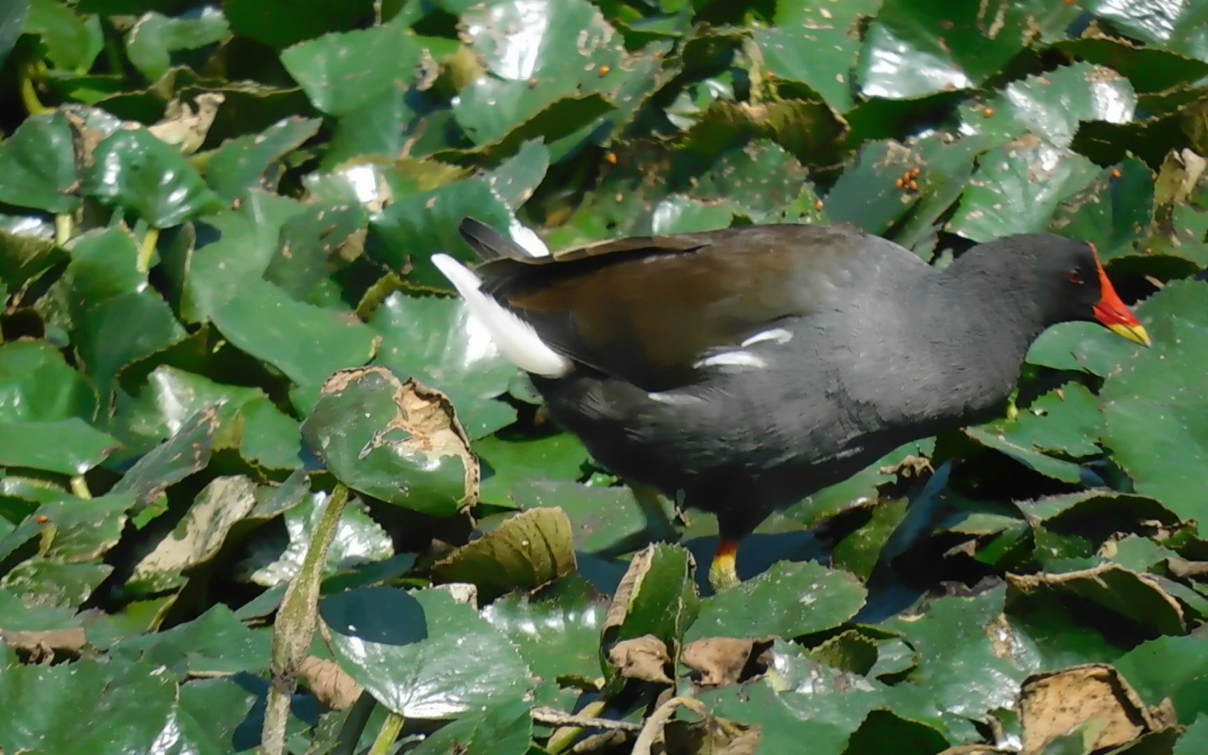 水葫芦上觅食的黑水鸡!