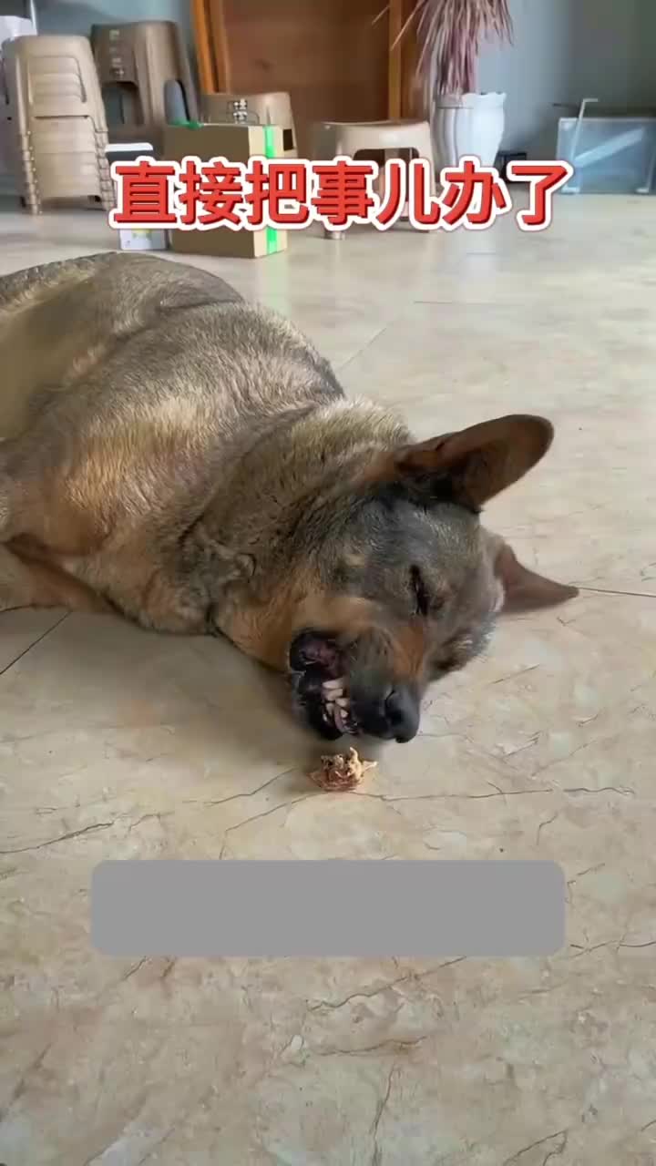 熟睡狗vs炸香肠,艾玛!这神表情!