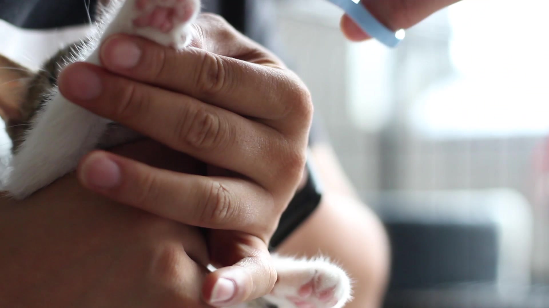 傻了吧小龙虾,当你伸出魔爪的时候可曾想过有把指甲刀在等着你_哔哩