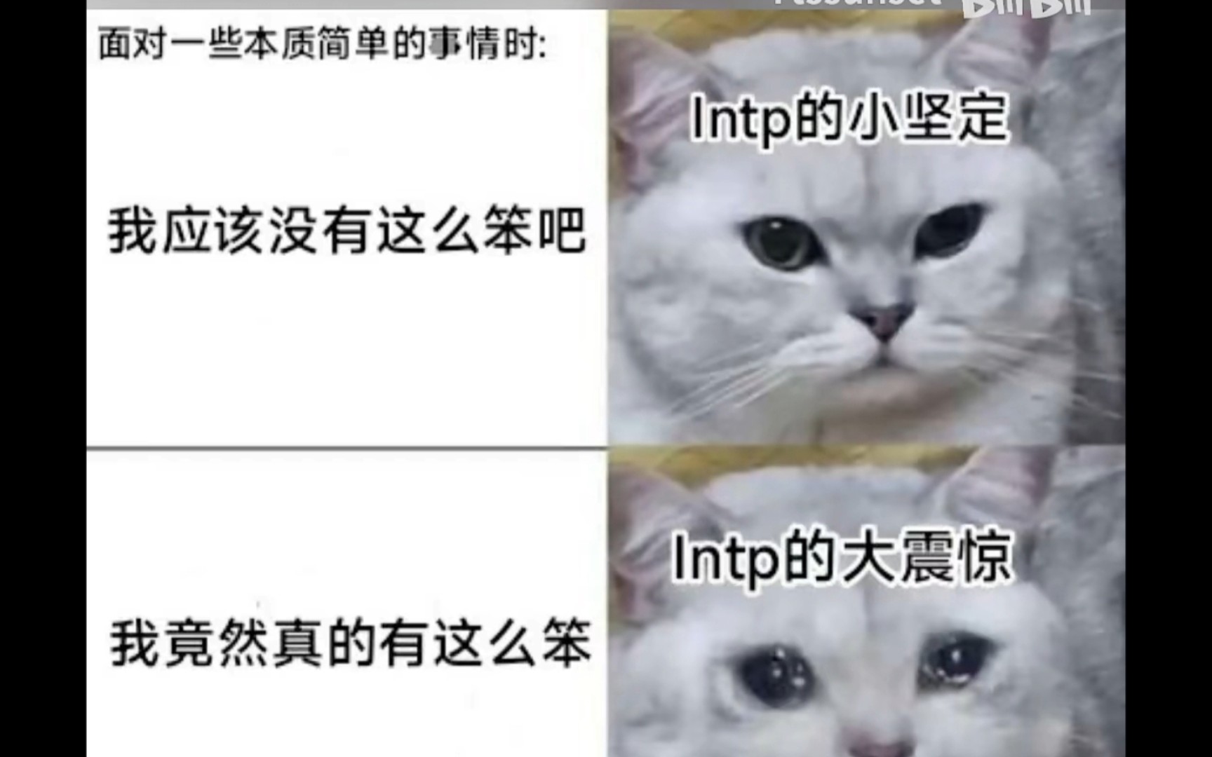 intp梗图片