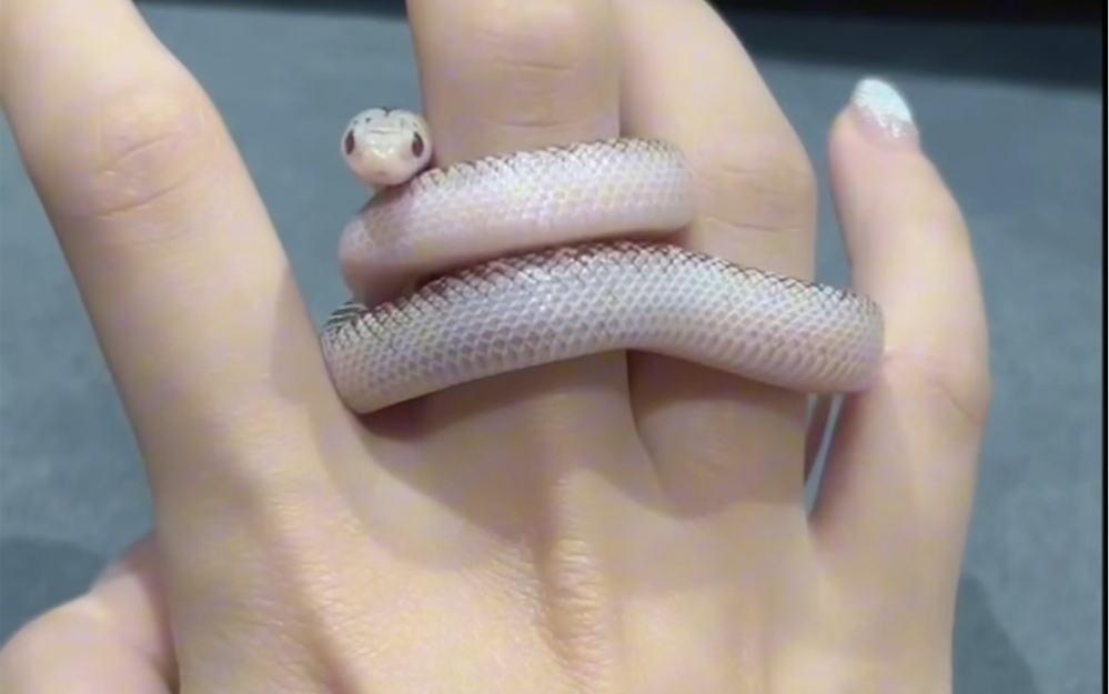 这么乖的王蛇?白边布鲁克