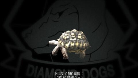豹纹陆龟的最佳捕获攻略 合金装备索利德5 幻痛metal Gear Solid V The Phantom Pain 豆瓣
