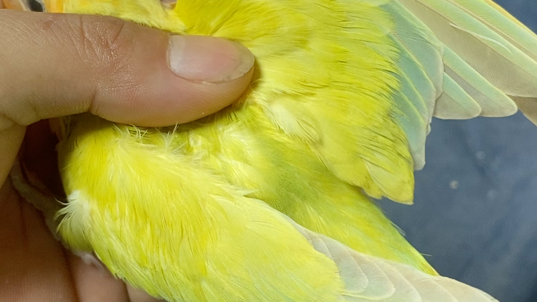 金头绿闪公2个多月能够独立了