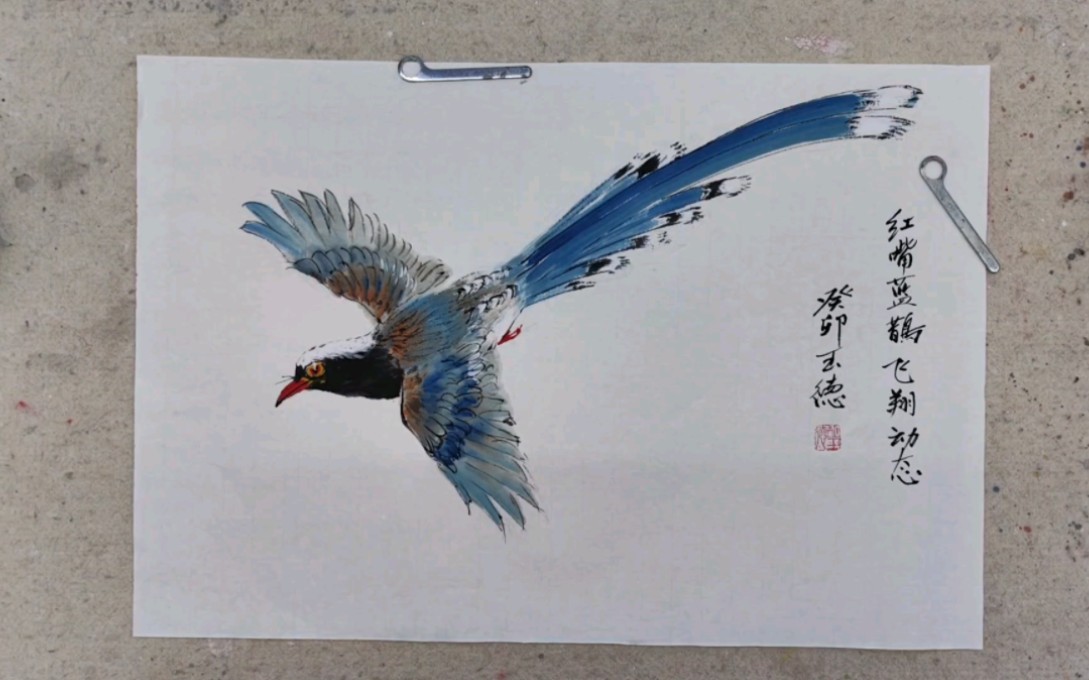 红嘴蓝鹊飞翔动态