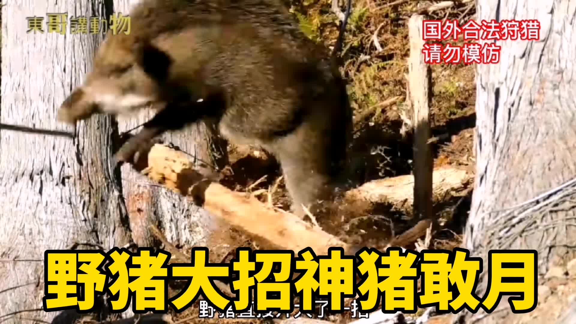 一人野外电击野猪哔哩哔哩bilibili