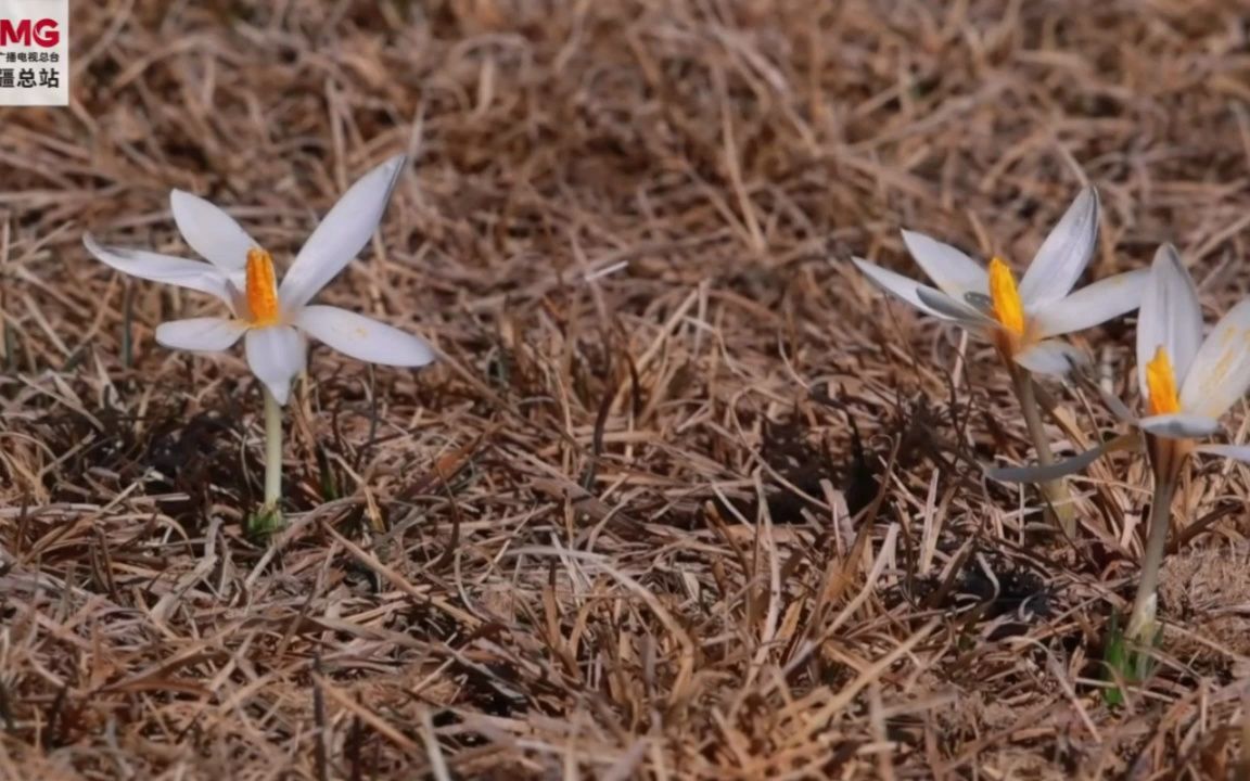 [图]草原第一抹春色是顶冰花带来的