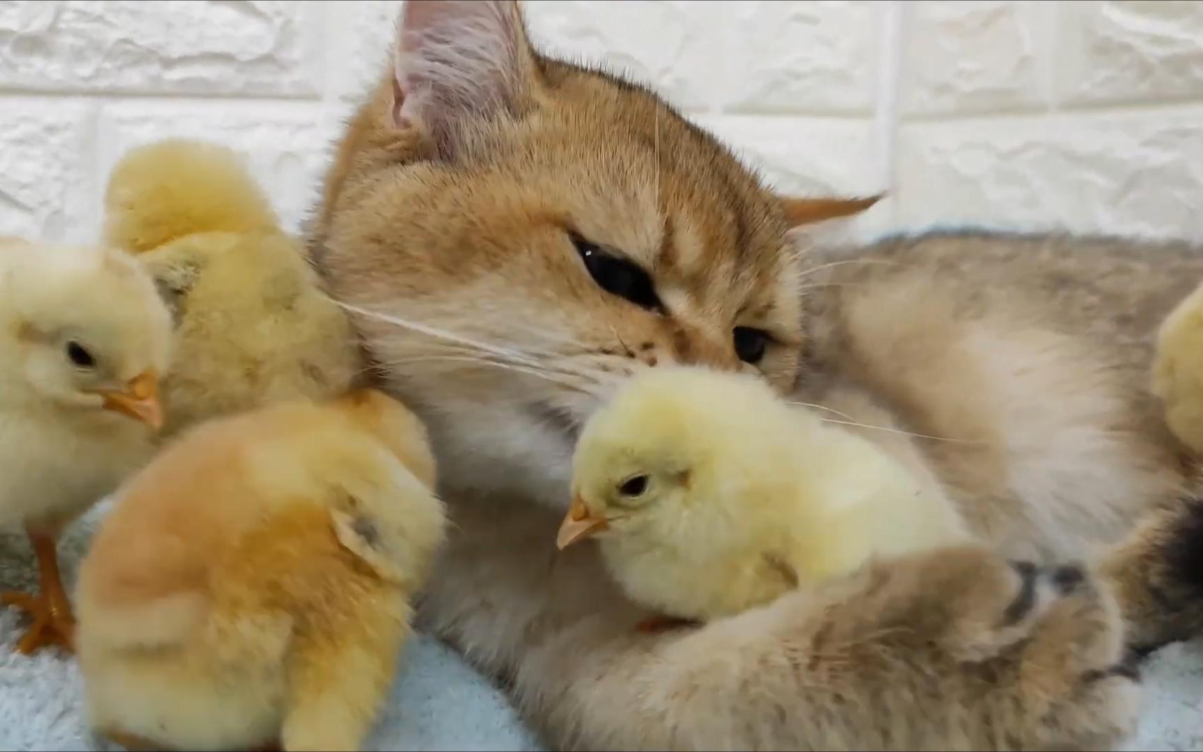 小猫咪和小鸡在一起玩耍