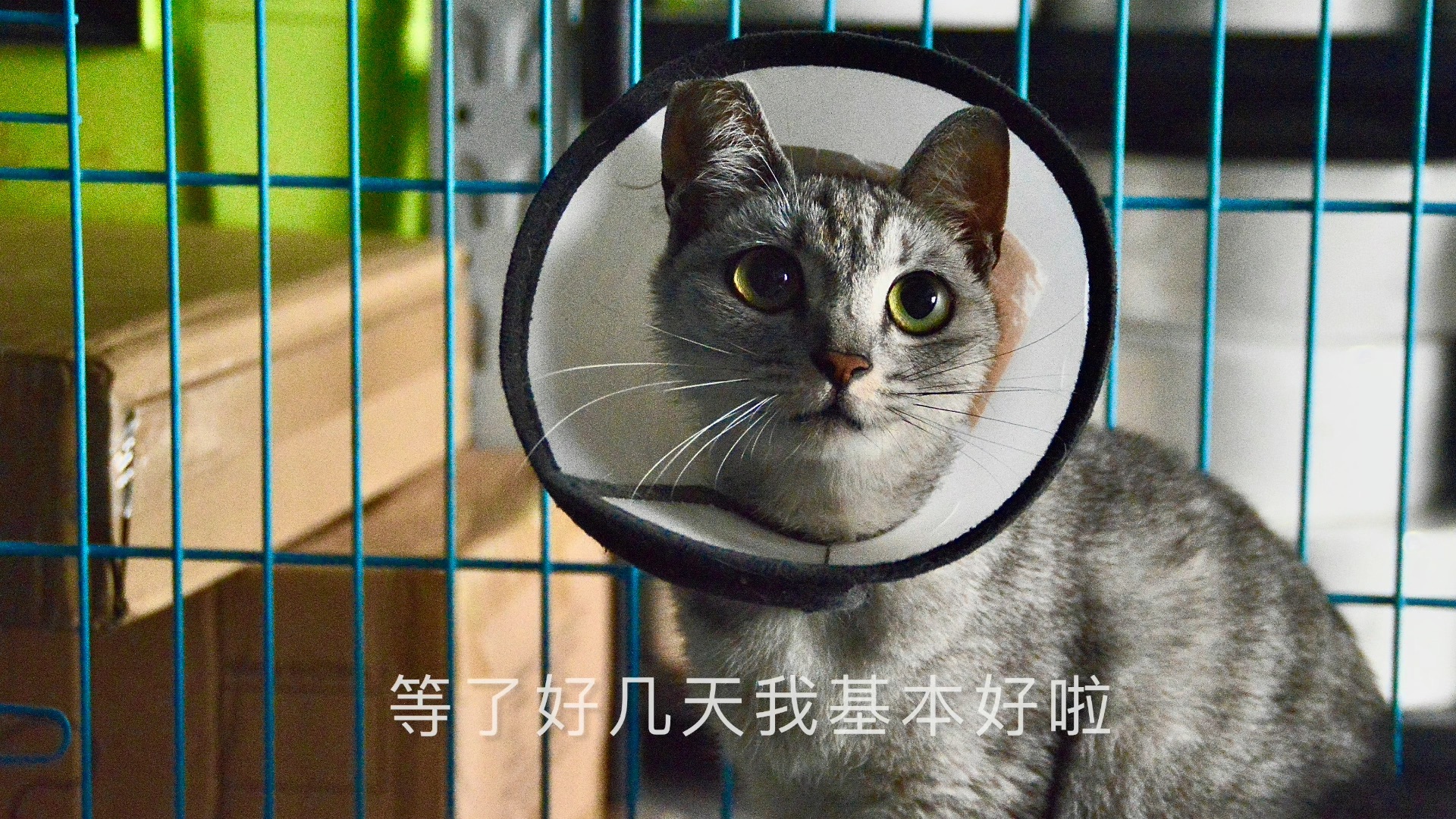 猫猫我呀,回去流浪前还能有家吗|东莞领养哔哩哔哩bilibili