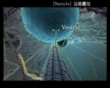 一亿光年到零点一费米的穿梭:从宇宙到细胞哔哩哔哩bilibili