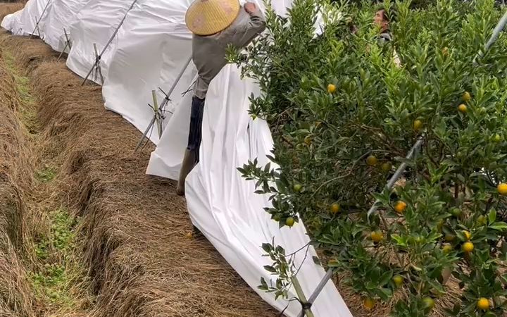 盖好防寒布帮助果树安全过冬