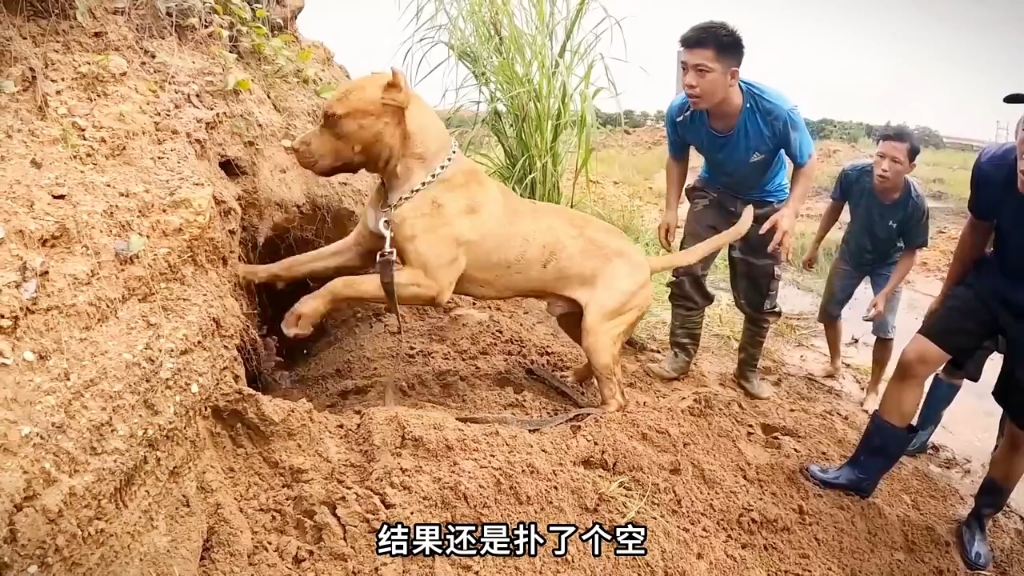 水鬼钻进坟包里面,把狗给抓了进去,连人都差点没能幸免!哔哩哔哩bilibili